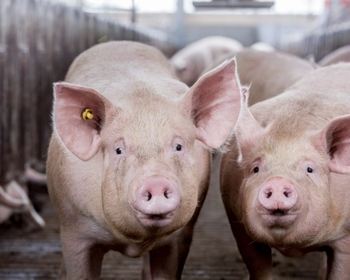 Menor demanda da Ásia faz exportação brasileira de carne suína ter queda de volume em receita