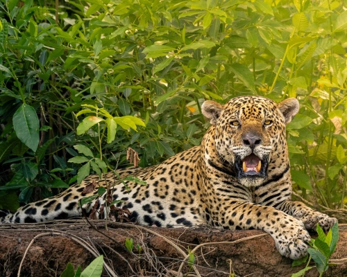 Onça resgatada de incêndio é vista mergulhando de um jeito raro no Pantanal de MT