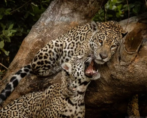 Fotógrafo registra onça pintada com filhotes no Pantanal de Mato Grosso