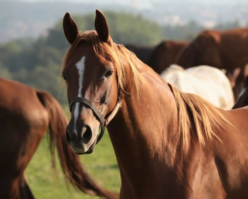 Menino toma coice de cavalo e sofre corte na cabeça na região do Porto Jofre
