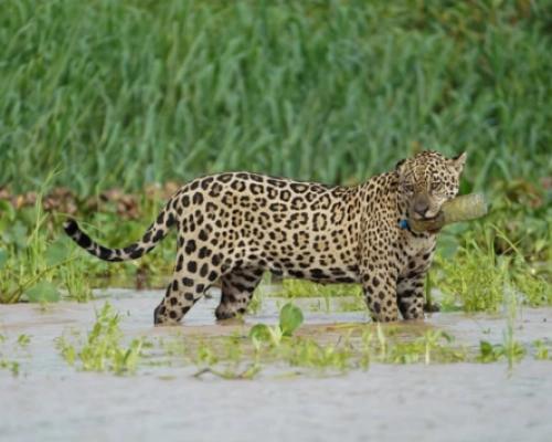 Veterinário registra uma onça-pintada com garrafa plástica na boca no Pantanal de Barão